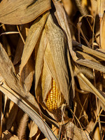MTS_8926-2