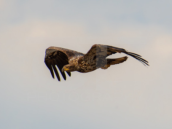 American Eagle- Juvenile 0004
