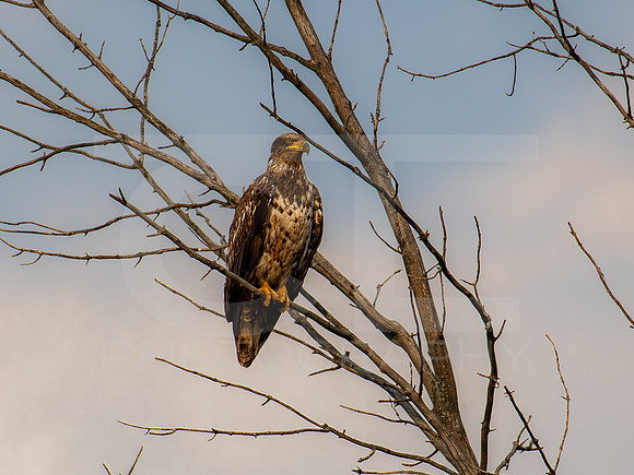 American Eagle- Juvenile 0002