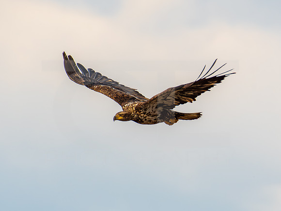 American Eagle- Juvenile 0006