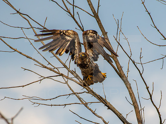 American Eagle- Juvenile 0003