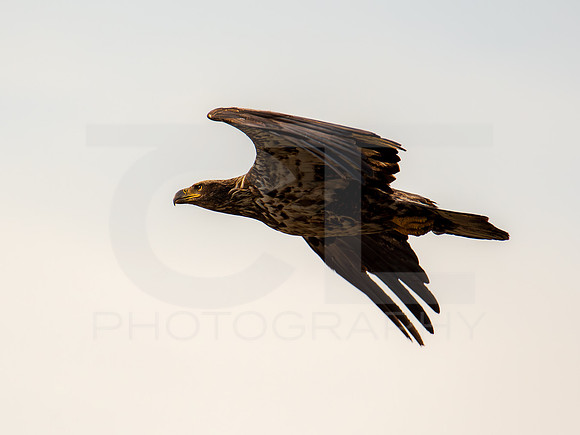 American Eagle- Juvenile 0007