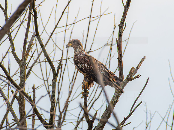 American Eagle- Juvenile 0001