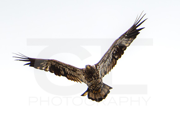 American Eagle- Juvenile 00014