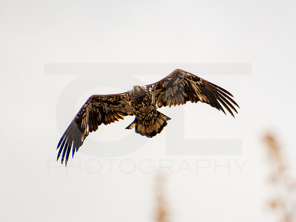 American Eagle- Juvenile 00013