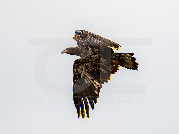 American Eagle- Juvenile 00012