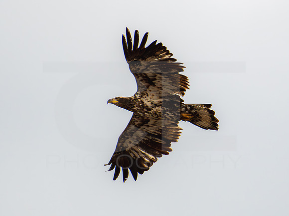 American Eagle- Juvenile 00011