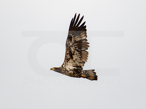 American Eagle- Juvenile 00010