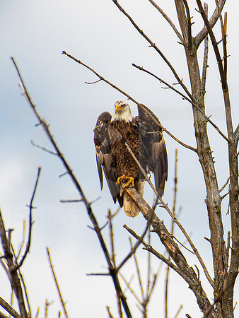 American Eagle- Juvenile 00015