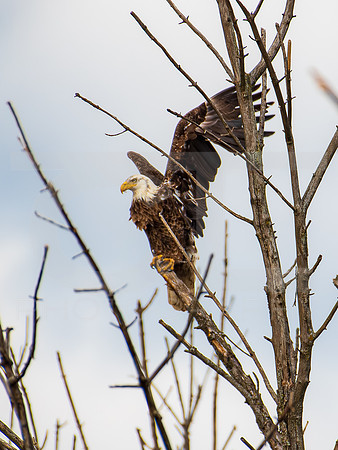 American Eagle- Juvenile 00016