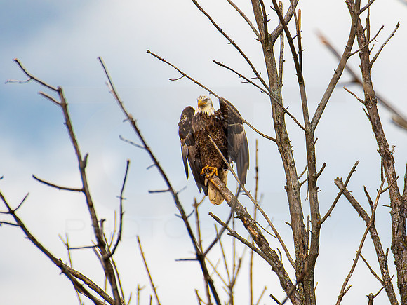 American Eagle- Juvenile 00017