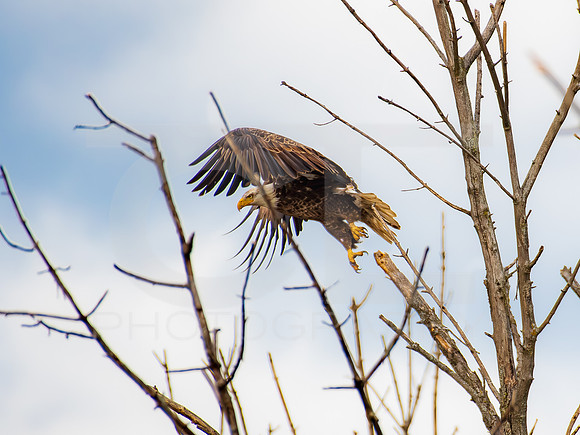 American Eagle- Juvenile 00020
