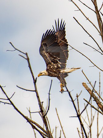 American Eagle- Juvenile 00021