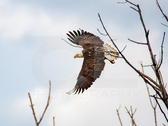 American Eagle- Juvenile 00022