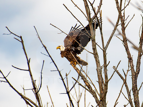American Eagle- Juvenile 00019