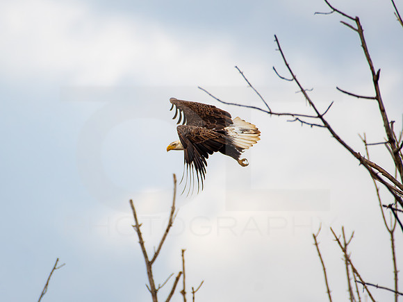 American Eagle- Juvenile 00023
