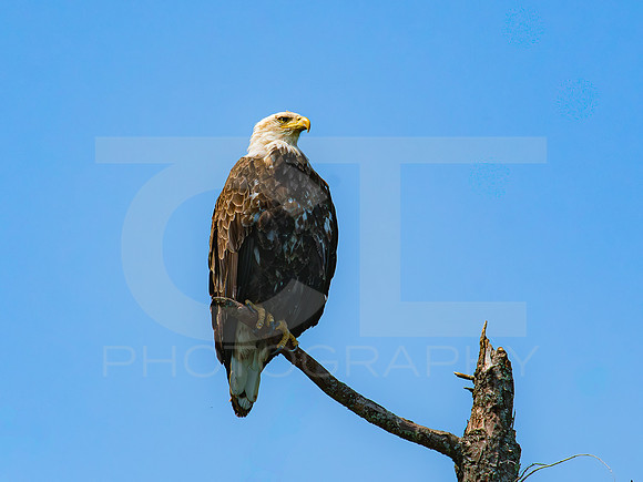 American Eagle 00015