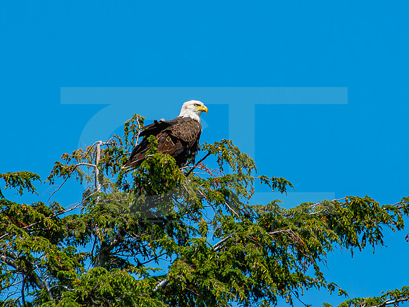 American Eagle 00017