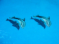 Puerto Vallarta, Mexico 0001