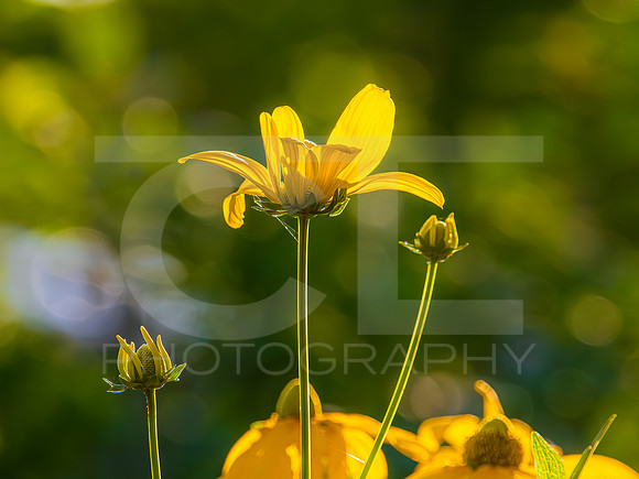 MTS_8278-2