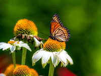 MTS_9482-2