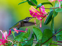 MTS_9979-2