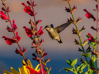 MTS_0374-3
