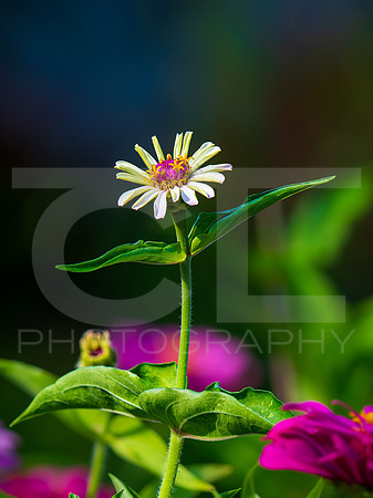 MTS_2106
