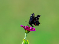 MTS_4086