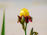 MS1_8829