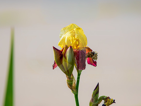 MS1_8829