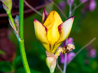MS1_8850