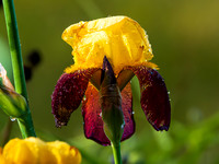 MS1_8815