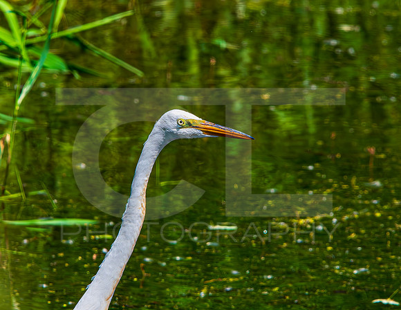 MS1_0032