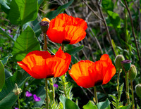 MS1_8953