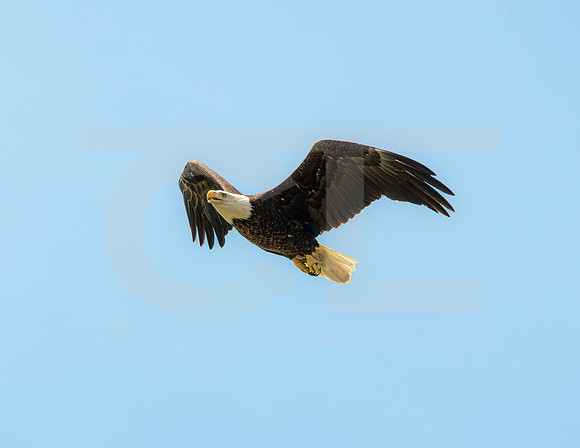 MS1_9073