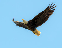 MS1_9082-2