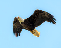 MS1_9084-2