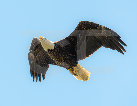 MS1_9084-2