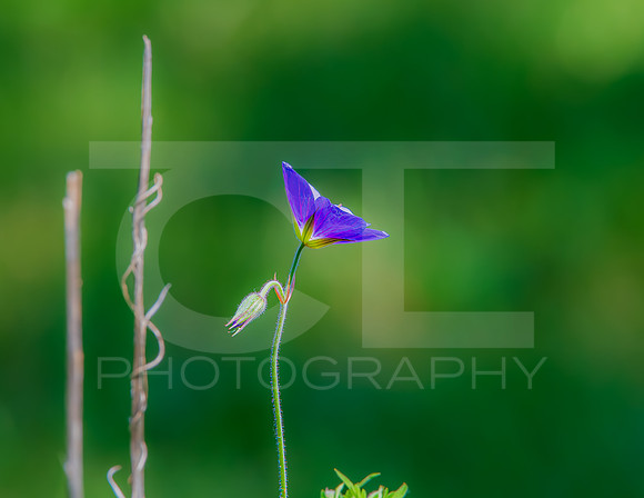 MS1_0854