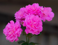 MS1_1515