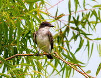 MS1_5583
