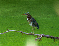 MS1_5774-2