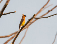 MS1_6539