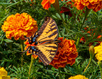 MS1_6384