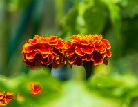 MS1_6932-2