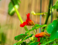 MS1_6936
