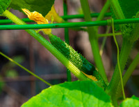 MS2_4583