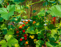 MS2_4566