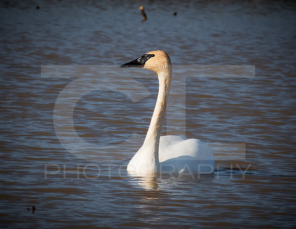 MTS_8941-2